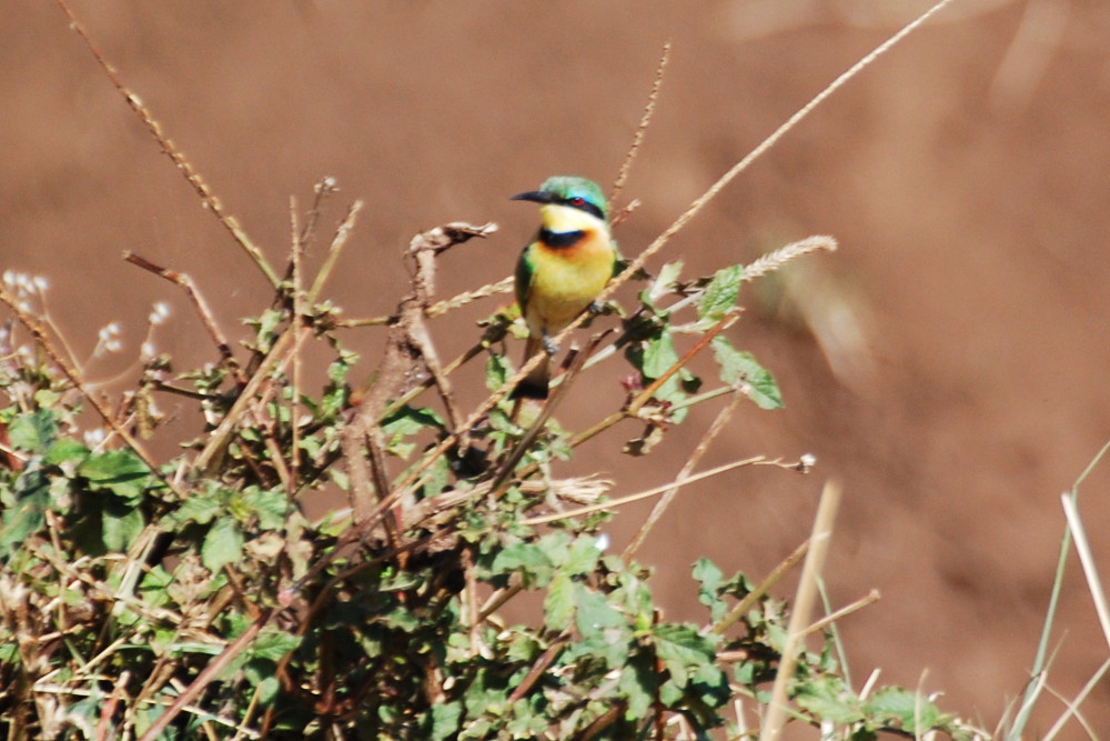 Tanzania - Gruccione (Merops pusillus)